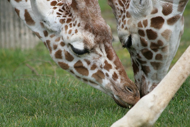 Fotoclubje Blijdorp 2008-69.jpg